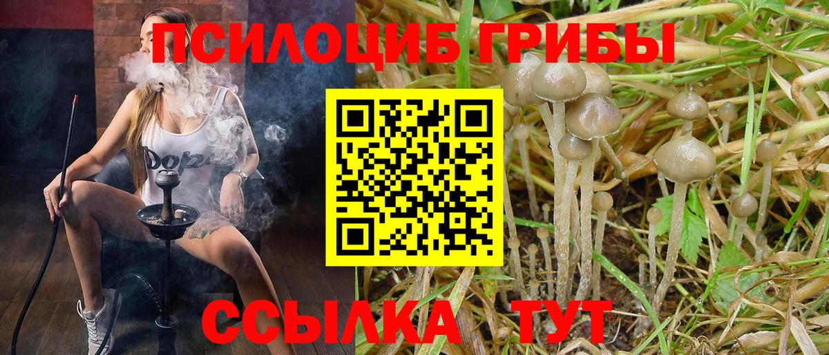 Псилоцибиновые грибы Psilocybe Шебекино
